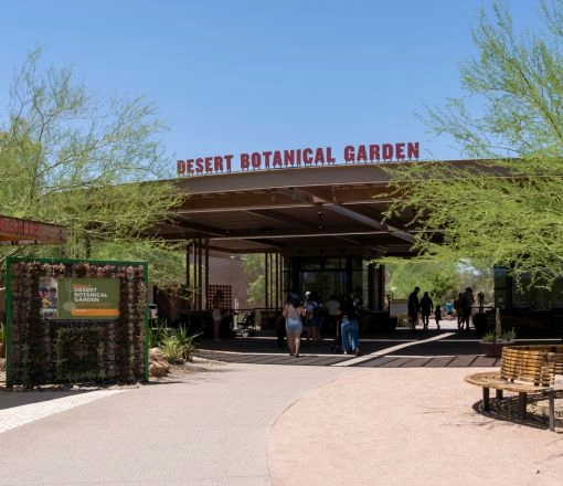 Sober Activities in Goodyear - Desert Botanical Garden